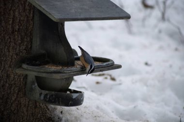 Kışın kuş yemliğinde beslenen kırmızı göğüslü Nuthatch.