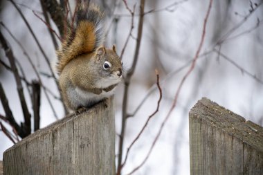 Kızıl Sincap Kış Ormanı 'nda bir tahta direkte oturuyor.
