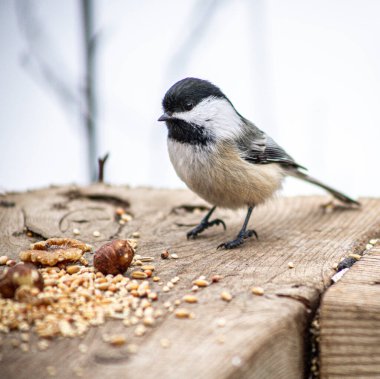 Siyah Başlıklı Tavuk Arka Bahçe Besleyicisinde Tohumlarla Besleniyor