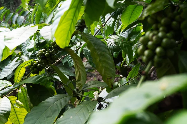 Olgunlaşmamış yeşil kahve çekirdekleri tarladaki büyük koyu yeşil yaprakların arkasından dışarı bakıyor..