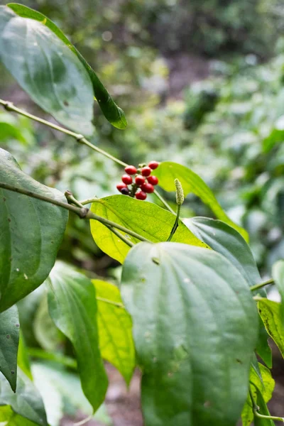 Tarlalarda antidesma bunius böğürtlen bitkisi