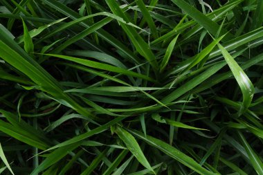 Parlak yeşil çimenlerin keskin yaprakları bir alanda yoğun bir doğal arkaplan dokusu yaratır..