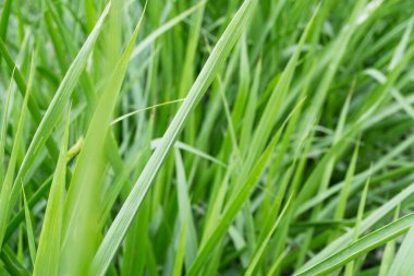 Parlak yeşil çimenlerin keskin yaprakları bir alanda yoğun bir doğal arkaplan dokusu yaratır..