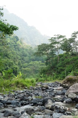 Rocky akıntısı, sisli tropikal bir orman vadisinin ortasında dikey bir kompozisyonda akar..