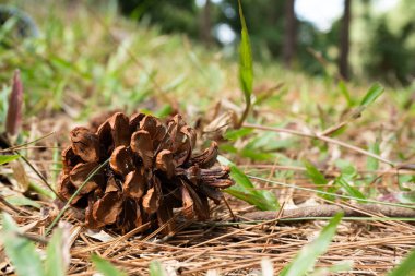 Kuru çam iğnelerinden ve ormandaki yeşil otlardan oluşan bir yatakta dinlenen bir kozalağın yakın çekimi..