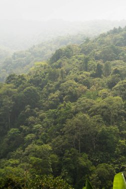 Yoğun yağmur ormanları, sisle örtülmüş canlı yeşil yapraklarla, sakin ve atmosferik doğal bir manzara yaratıyor..
