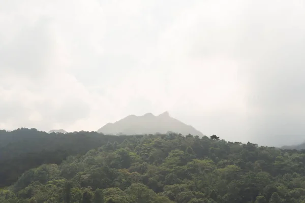 Ön planda yemyeşil bir orman ve sisli uzak bir dağ içeren sakin bir manzara, barışçıl ve atmosferik bir manzara yaratıyor..
