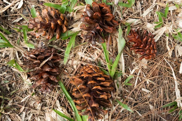 Bir grup çam kozalağı, çimen yaprakları ve kuru yapraklarla çevrili olarak yerde yatar..