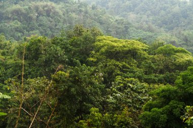 Bereketli yeşil yapraklar, tropikal yağmurlu havada tepeleri kaplar.