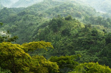 Parlak sarı ağaçlar ön planda durur sisli tropikal dağ ormanları
