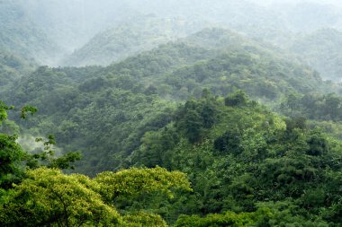Yağmur ormanlarının yamaçları yoğun sis altında çeşitli yeşil katmanları gösteriyor.