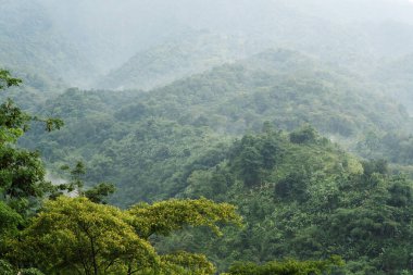 yemyeşil orman tepeleri yoğun nemli atmosferde yavaşça kaybolur.