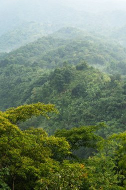 Tropikal yeşil dağ yamaçları yavaş yavaş kaybolur beyaz yağmurlu gökyüzünde