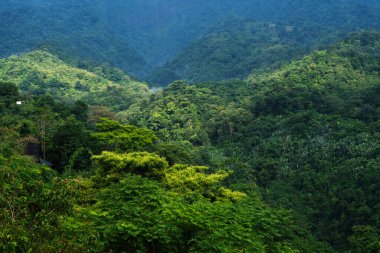 Koyu tropikal yağmur ormanı vadisi koyu mavi sabah gölgesini gösteriyor