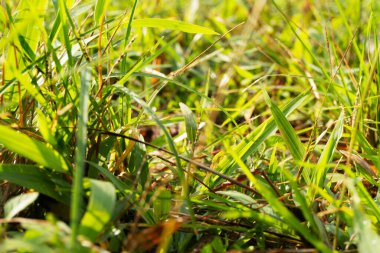 Parlak güneş ışığı uzun bıçakların arasından parlıyor. Yeşil çimenler kapanıyor.