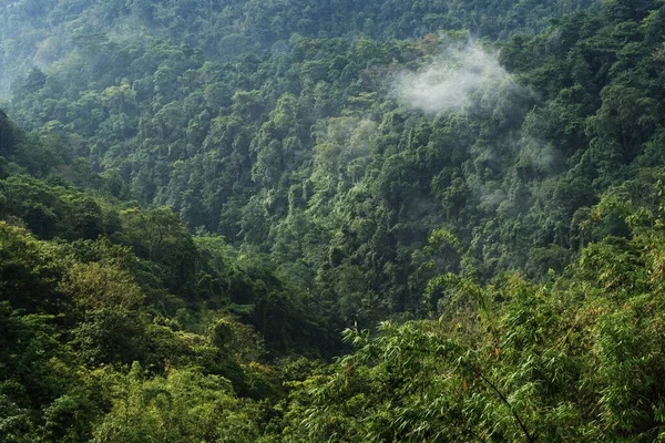 Sabahları sık tropikal orman vadisinde alçak sis tabakası asılı durur.
