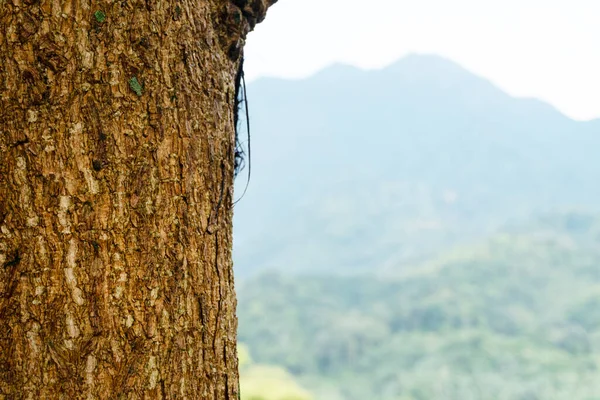 Kahverengi ağaç kabuğu dokusu ön planda duruyor. Bulanık yeşil dağ arka planı.