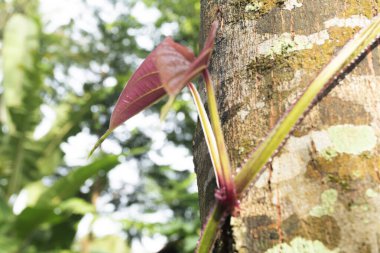Yeni Yaprakla Sarmaşığa Tırmanma
