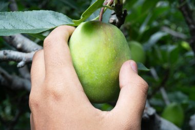 Ağaçtan Taze Yeşil Erik Toplanıyor