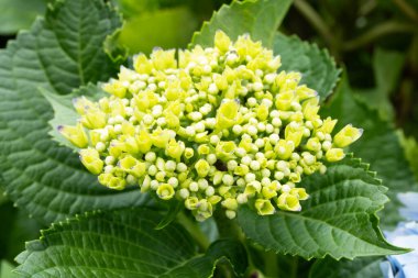 Yeşil Yapraklı Sarı Ortanca Bud