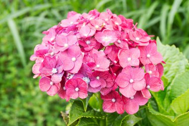 Pembe Ortanca Çiçek Yakından Açar