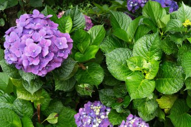 Mor Ortanca Yeşil Yaprakların Ortasında Açar