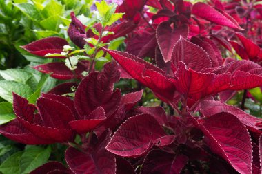 Koyu Kırmızı Coleus Fabrikası Yakın plan