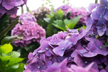 Lush Garden 'daki Mor Ortanca Çiçeklerinin Yakın Görüntüsü