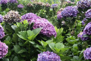 Ortanca Bahçesi Mor Yeşilliğin Ortasında Açar