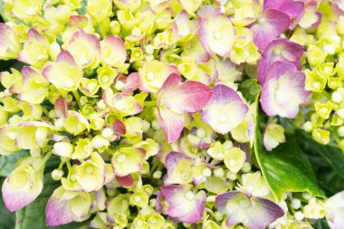 Canlı Ortanca Çalı Çiçeği 'nin yakın çekimi