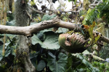 Bir ağaç dalına yerleştirilmiş bitki