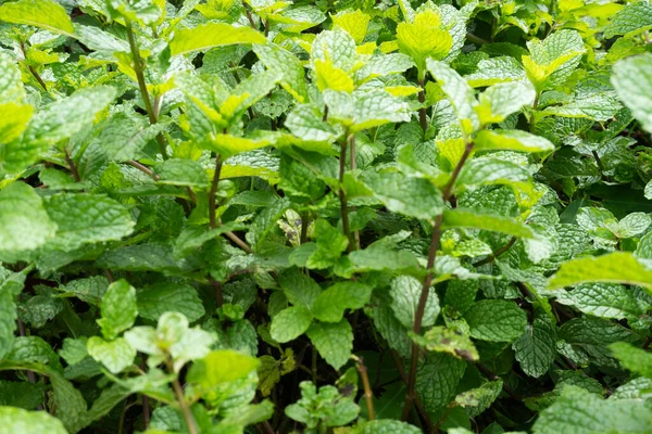 Taze Yeşil Nane Bitkileri Bahçede büyüyor