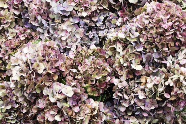 Çiçek Açan Ortanca Çiçeklerinin Yakın Çekimi