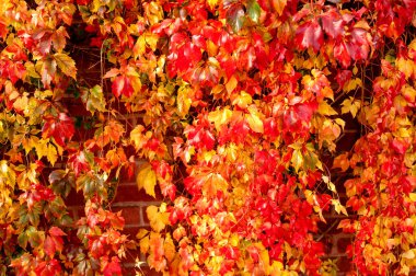Vibrant yellow and Virginia creeper leaves climbing on an old brick surface.