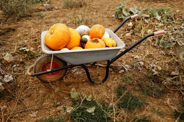 A wheelbarrow filled with orange pumpkins placed on a dry autumn field.