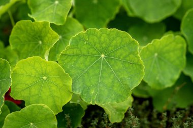 Yakın plan parlak yeşil nasturtiyum yaprakları görünür damarlar ve yuvarlak şekilli..