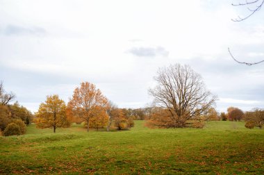 Bulutlu bir gökyüzünün altında altın sonbahar ağaçları. Zengin mevsimsel tonları olan sakin bir kırsal bölge. Yüksek kalite fotoğraf