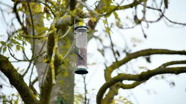 Blue tit bird feeding at bird feeder. Cyanistes caeruleus feeding in garden. High quality photo