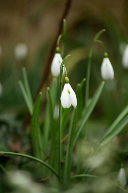 Yeşil arka plandaki ilk bahar çiçekleri gibi kardamlaları. Yüksek kalite fotoğraf