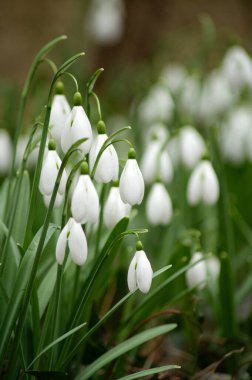 Dışarıda yetişen güzel kardamlaları. Bahar çiçekleri