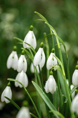 Ormandaki güzel beyaz bahar kardelenleri. Yüksek kalite fotoğraf. Yüksek kalite fotoğraf