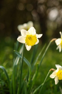 Çiçek açan beyaz nergisler baharı, yenilenmeyi ve mevsimsel doğayı simgeler. Doğal ışık altında parlak çiçekler, mevsimlik, botanik ve tatil kavramları için uygundur..