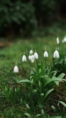 Baharın başında bahçede bulanık bir zemine karşı çiçek açan kardamlaları. Yüksek kaliteli FullHD görüntüler