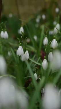 Yeşil arka planda ilk bahar çiçekleri gibi kardamlaları.