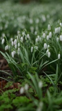 Bahar ormanında kar damlaları. Paskalya, Anneler Günü.