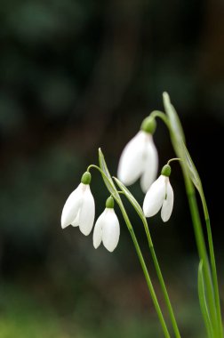 Galanthus Şubat ortalarında bir kar damlasını fotokopi alanıyla kapatıyor. Yüksek kalite fotoğraf. Yüksek kalite fotoğraf