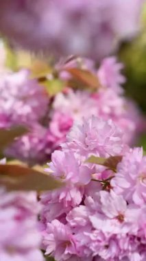Pembe çiçekli bir ağaç. Çiçekler dalların üzerinde. Dallar yeşil. Kiraz çiçeği ağacı. Yüksek kalite 4k görüntü