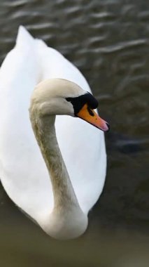 Gölde Beyaz Dilsiz Kuğu 'yu Kapat.