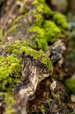 Yaşlı ağaç yosunla kaplanmış. Yüksek kalite fotoğraf
