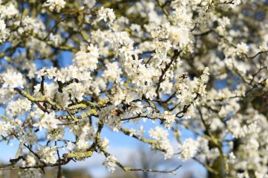 Mavi gökyüzüne karşı çiçek açmış kiraz ağacı beyaz çiçeklerinin yakın plan çekimi. Yüksek kalite fotoğraf